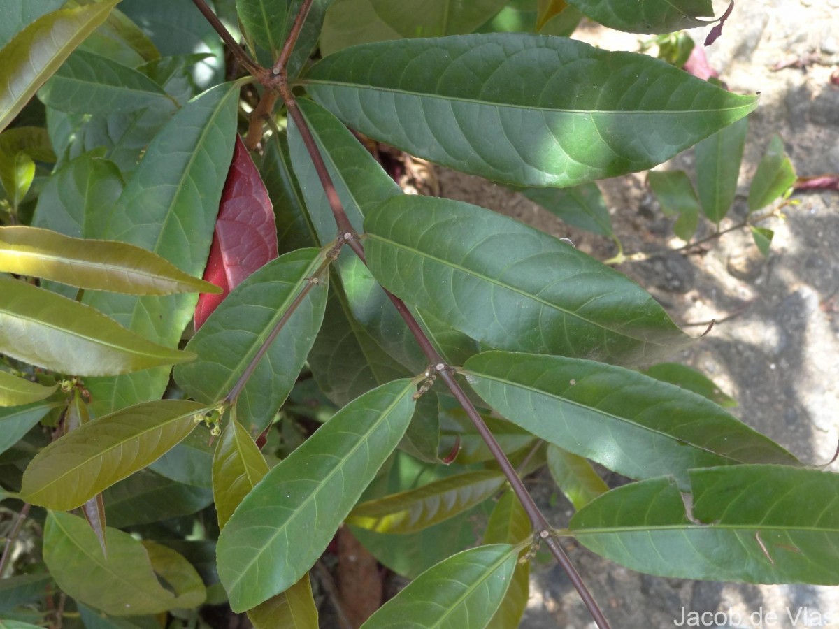 Excoecaria cochinchinensis Lour.